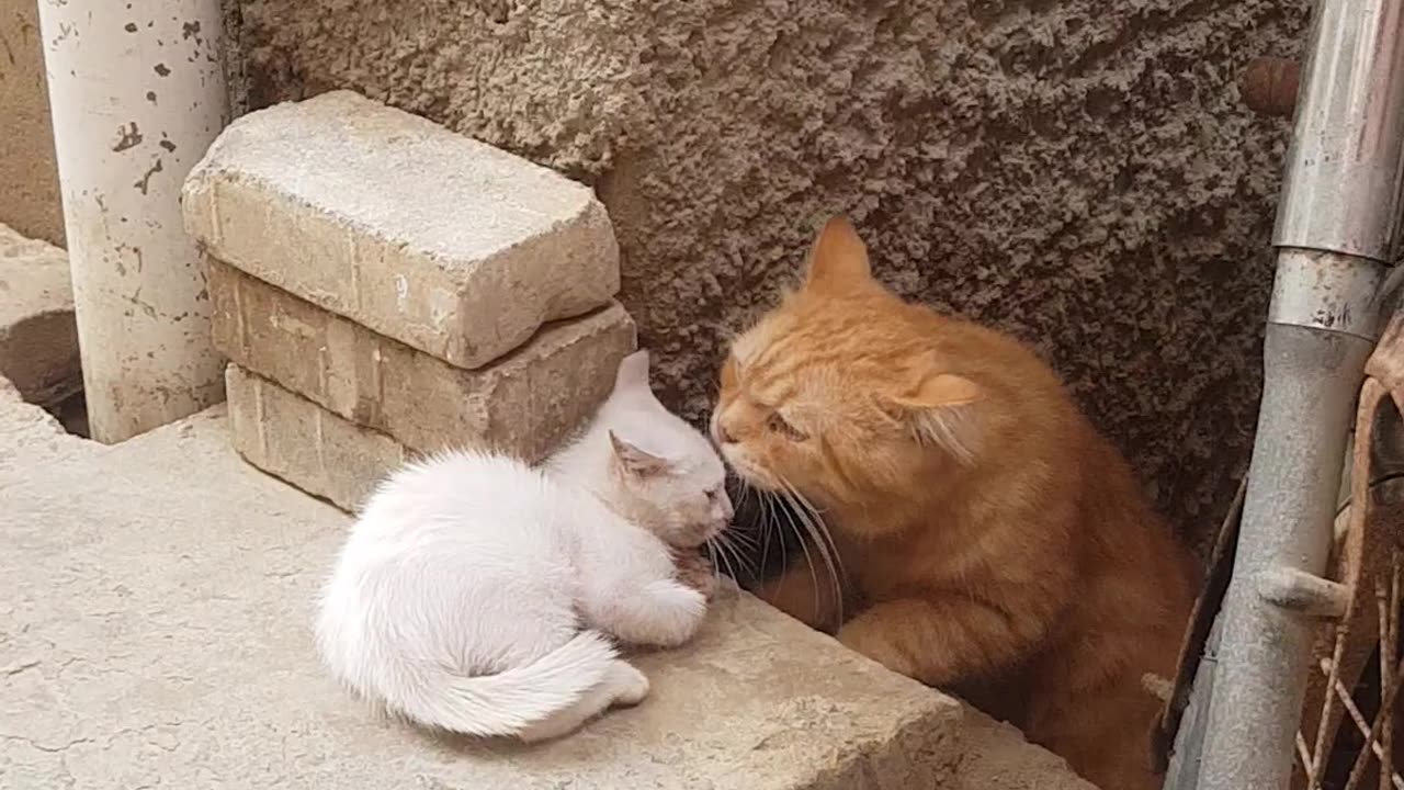 Kitten