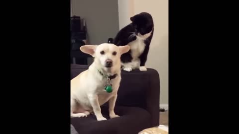 When dog and cat are close...