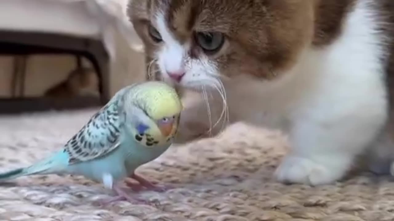 Cat 😺