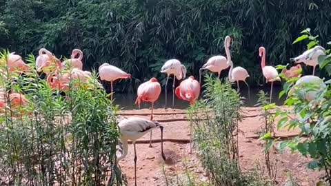 A flock of bright red flamingos