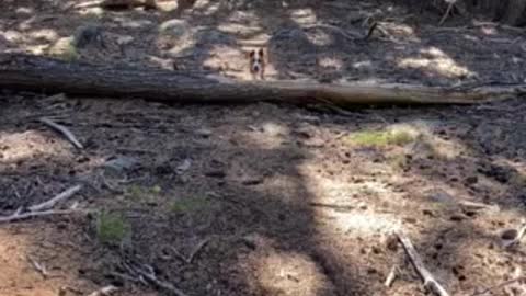 Baby Loki Jumping Logs