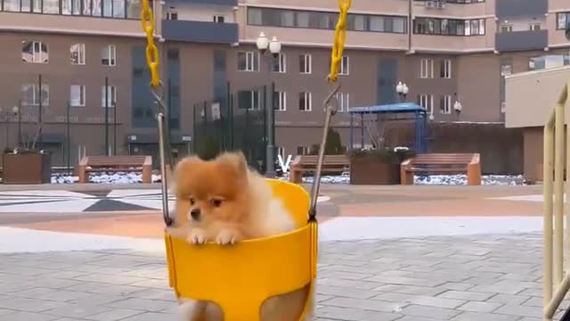 Cute animals funny videos trending shorts for enjoy