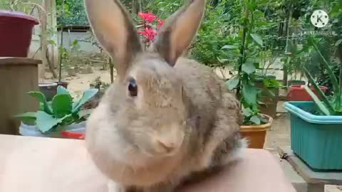 FUNNY RABBIT