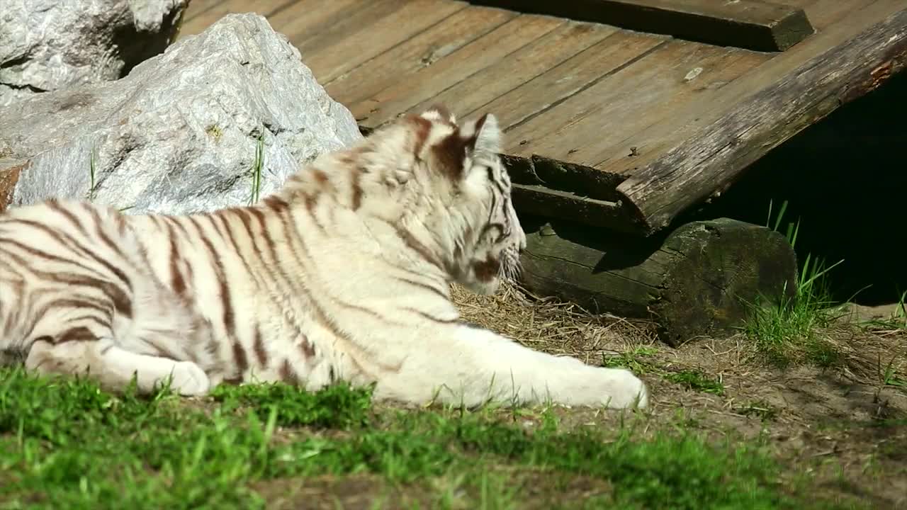 white tiger cub resting on the grass