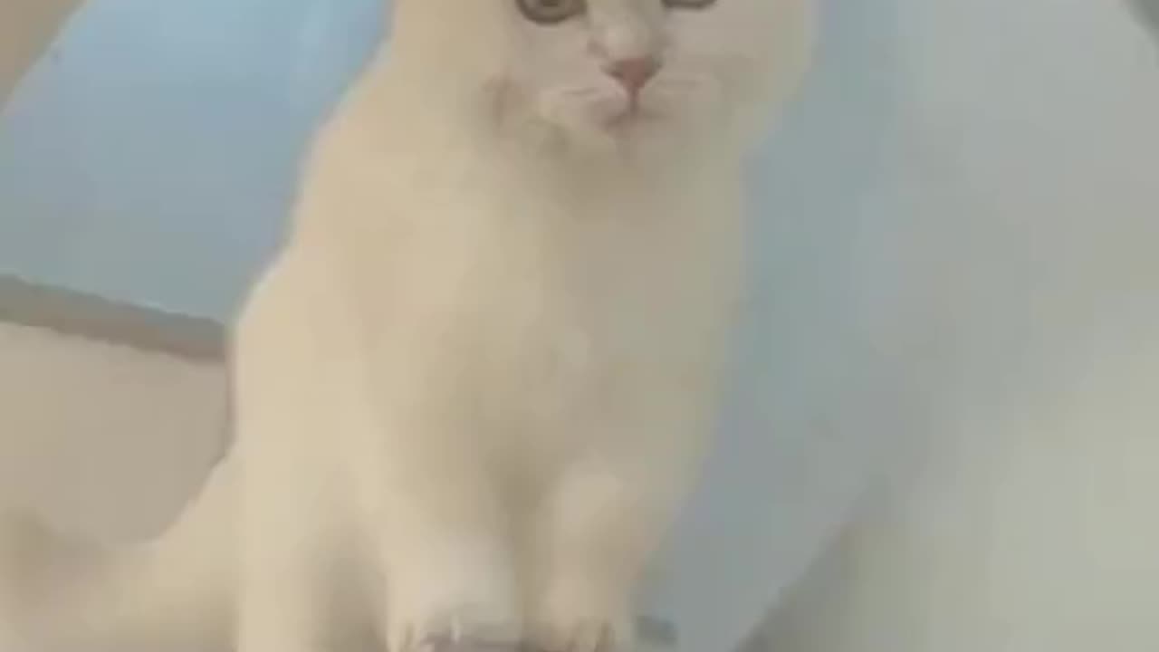 funny cat voice video