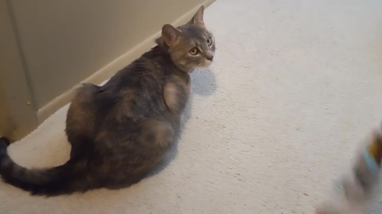 How The Cat Interacts With A Rope Revealed