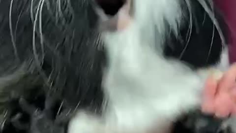 Guinea pig in the veterinary clinic