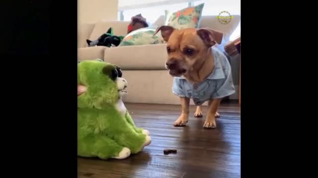 Dog has weird reaction to toys.