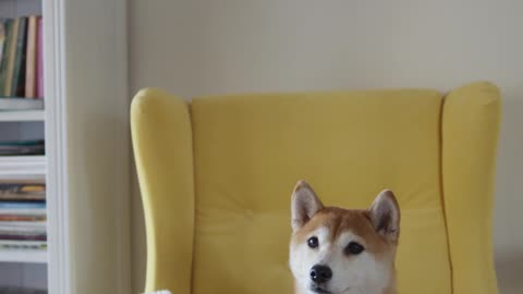 A dog is sitting with a cold fist