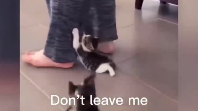 Cat is sorry