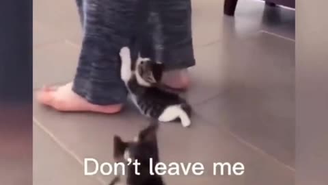 Cat is sorry