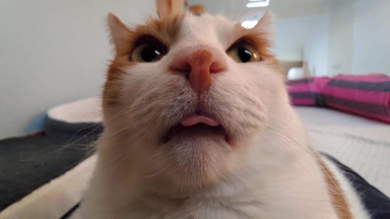 Cat Blep + Purrs