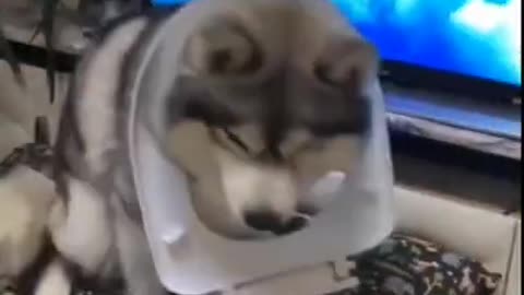 Dog On Air