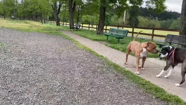 German Shepherd Attacks Pitbull... Hilarious!!!