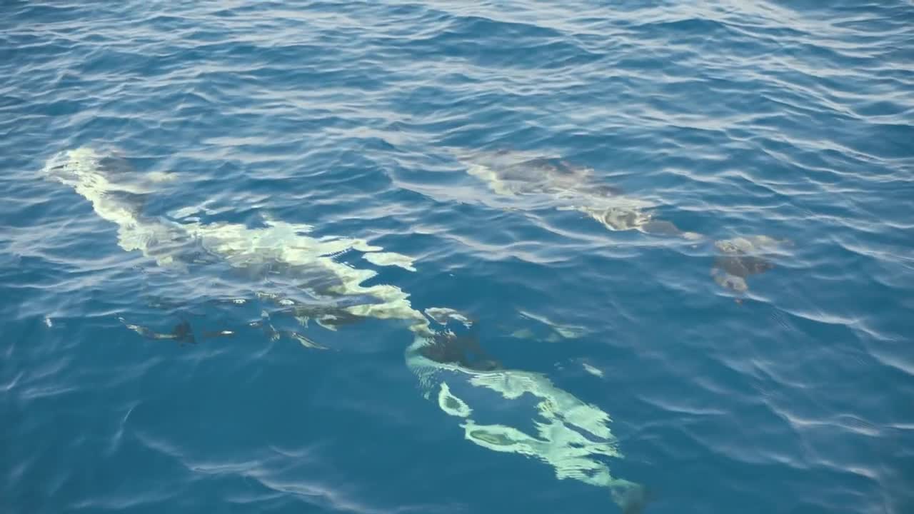 Group of dolphins playing in the blue water in front of boat