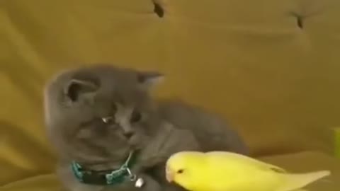 Baby cat & parrot