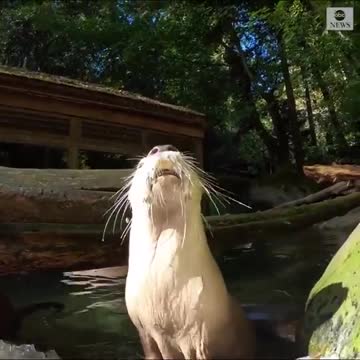 THE GOURD LIFE: Oregon Zoo otters chow down on jack-o-lanterns ahead of Halloween.