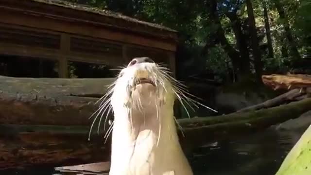 THE GOURD LIFE: Oregon Zoo otters chow down on jack-o-lanterns ahead of Halloween.