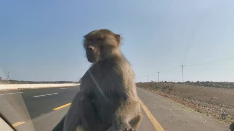 Monkey at road