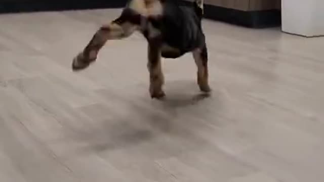 Happy puppy dancing