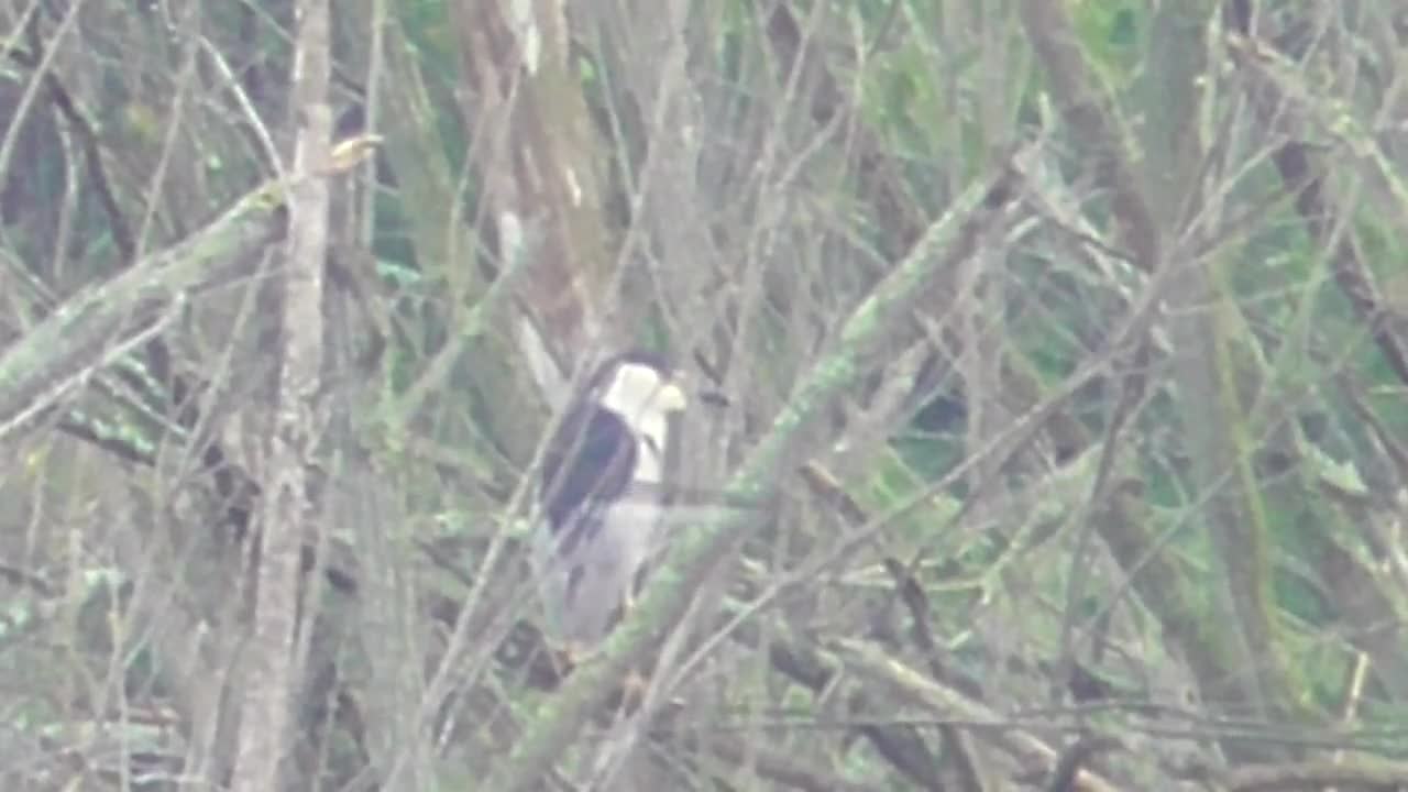 102 Toussaint Wildlife - Oak Harbor Ohio - Short Video Of Green Heron