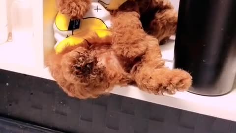 My lovely dog