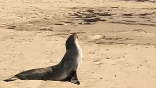 Lazy Sea Lion Is Not Ready To Wake Up Yet