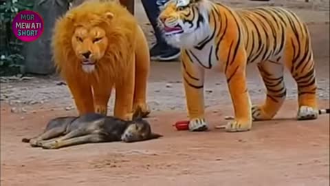 Troll Prank dog &fake Lion and Fake Tiger Prank To dog .......