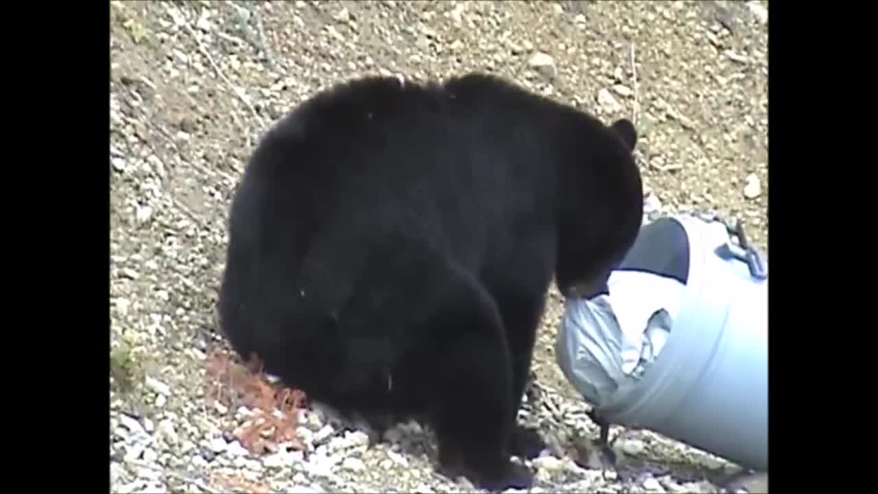 Hungry Bears Going Wild CHECK IT OUT FUNNY