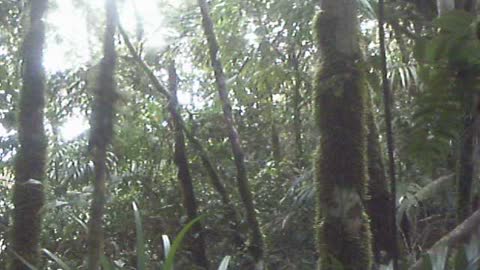 Jungle on top of Pena Blanca Ecuador