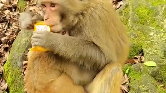 yt1s.com - Lovely and Funny animals Lovely Monkeys Videos 2021