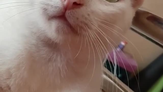 sweet cat's eye black