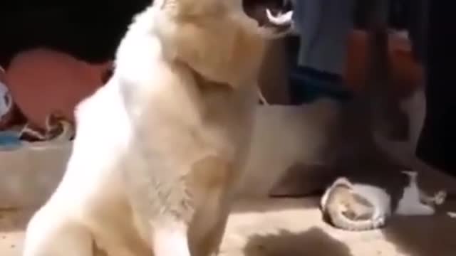 Dog laughing 🐕🐕 🤣🤣