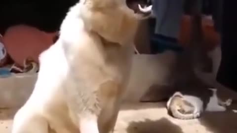 Dog laughing 🐕🐕 🤣🤣