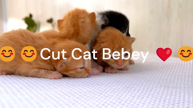 Cut Cat bebey😍❤️ 2022