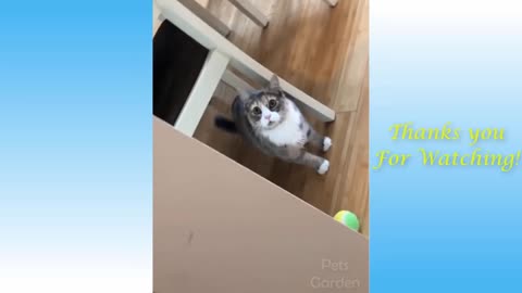 Funny And Cute Cat'S Life Cats Best Friends Videos