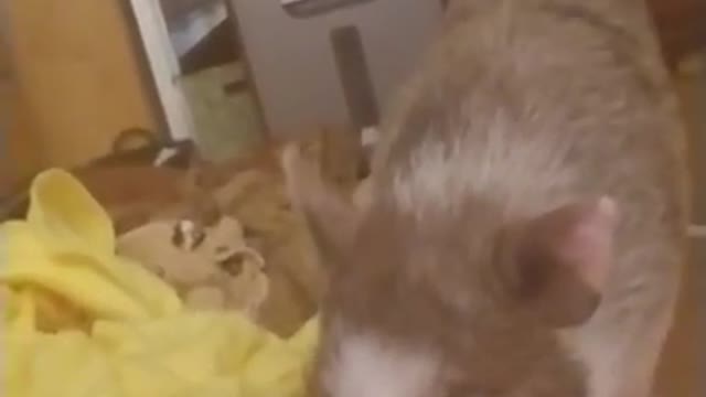 Amanda Grace...OINKBOX UNBOXING WITH NOBLE THE MINI PIG!