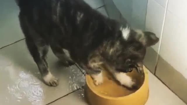 Dog splashing water from water bowl