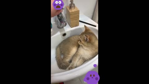 FUNNY CAT AT THE SINK