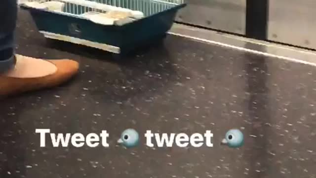 White bird in blue cage on subway