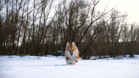 Little dog running in snow