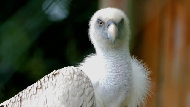 bird in nature afara