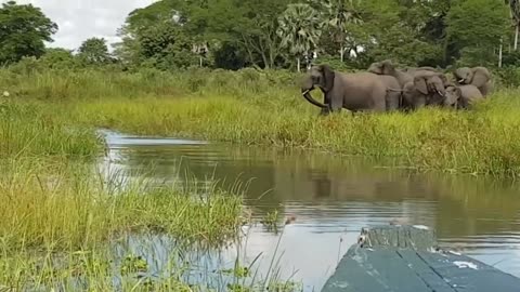 Elephant Save The Baby Elephant From Crocodile.