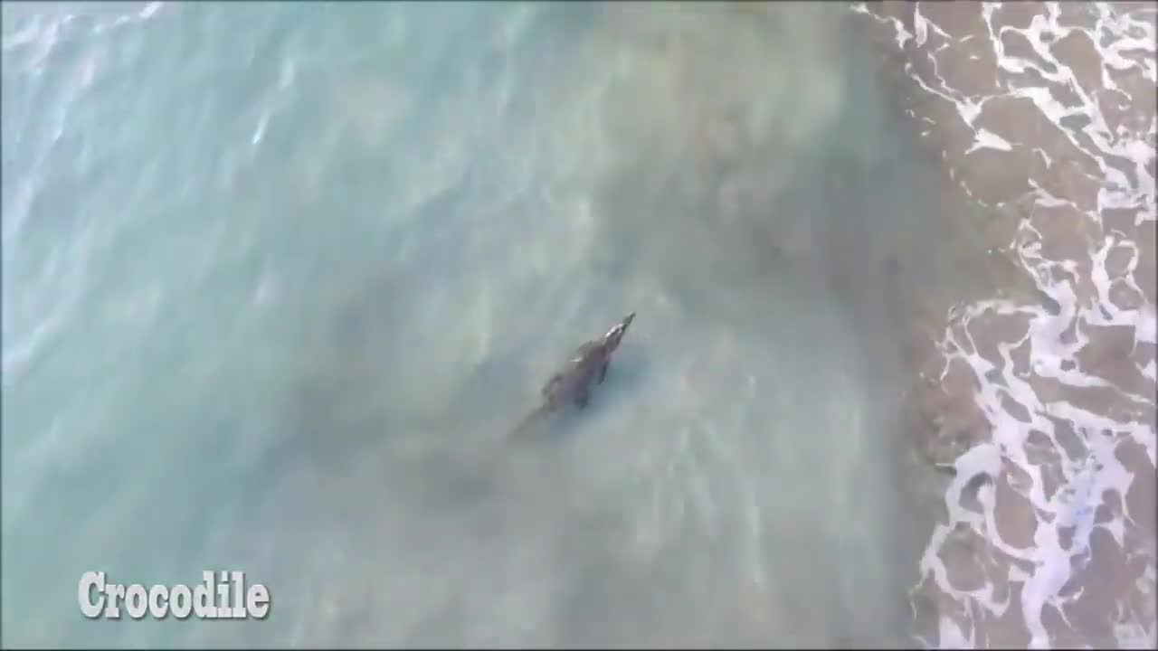 crocodilo vs shark who will be the winner