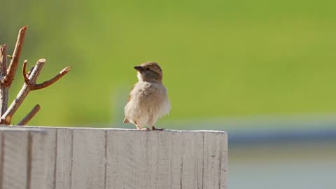 Birds life