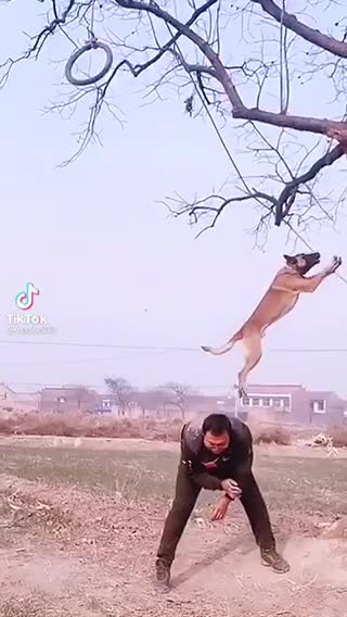 A Dog Professionally Climbing A Tall Tree