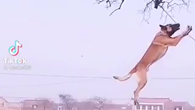 A Dog Professionally Climbing A Tall Tree