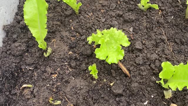 Everyone loves cabbage and observes it every day