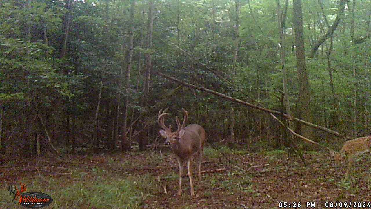 Whitetail Buck