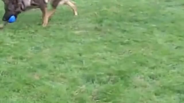 dog impressive training